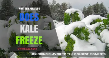 When Does Kale Freeze? Understanding Optimal Temperature for Preservation