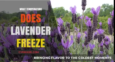 Lavender's Frost Tolerance: When and How Cold is Too Cold?