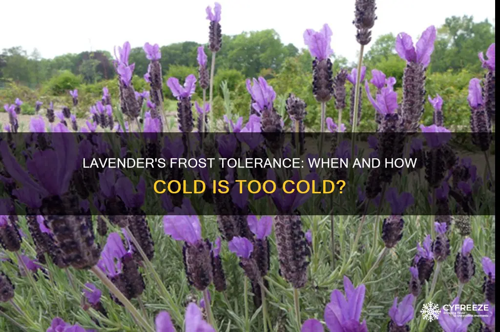 what temperature does lavender freeze