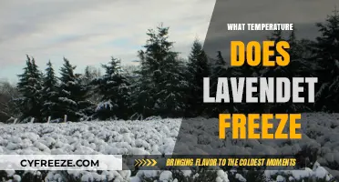 Lavender's Freezing Point: Understanding Cold Tolerance in Your Garden