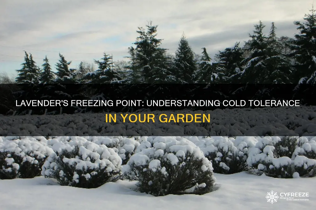 what temperature does lavendet freeze
