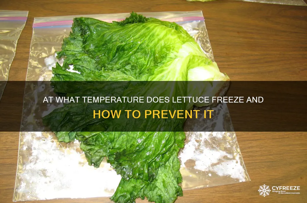 what temperature does lettuce freeze