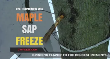 Maple Sap Freezing Point: Understanding Temperature Thresholds for Sap Preservation