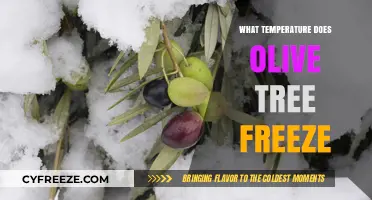 Olive Trees and Frost: Understanding Freezing Temperatures for Survival