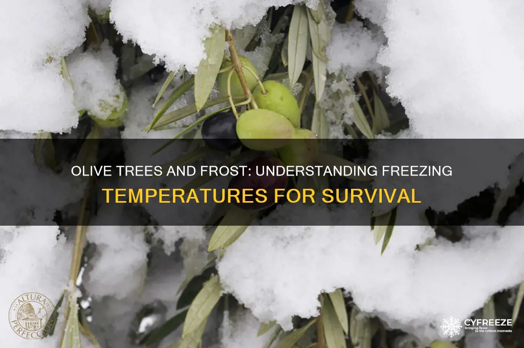 what temperature does olive tree freeze