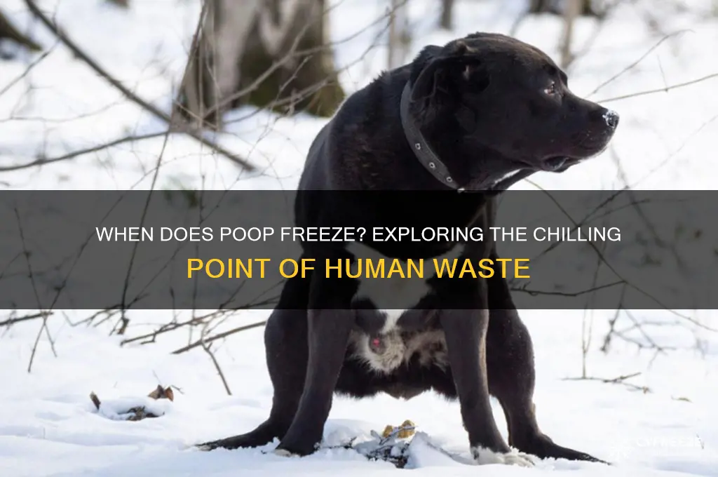 what temperature does poop freeze