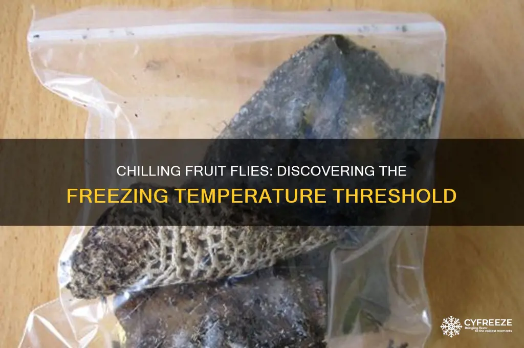 what temperature freezes fruit flies