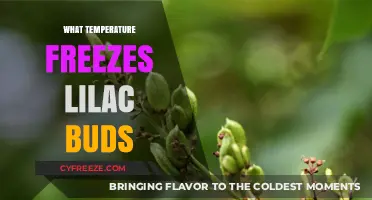 Protecting Lilac Buds: Understanding Freezing Temperatures and Their Impact