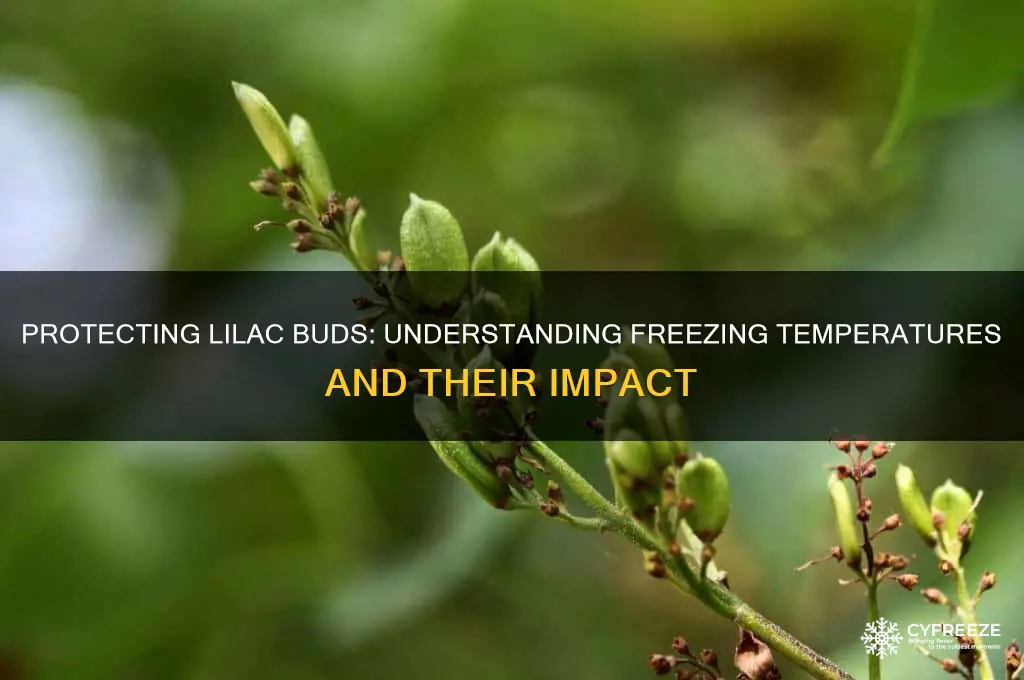 what temperature freezes lilac buds