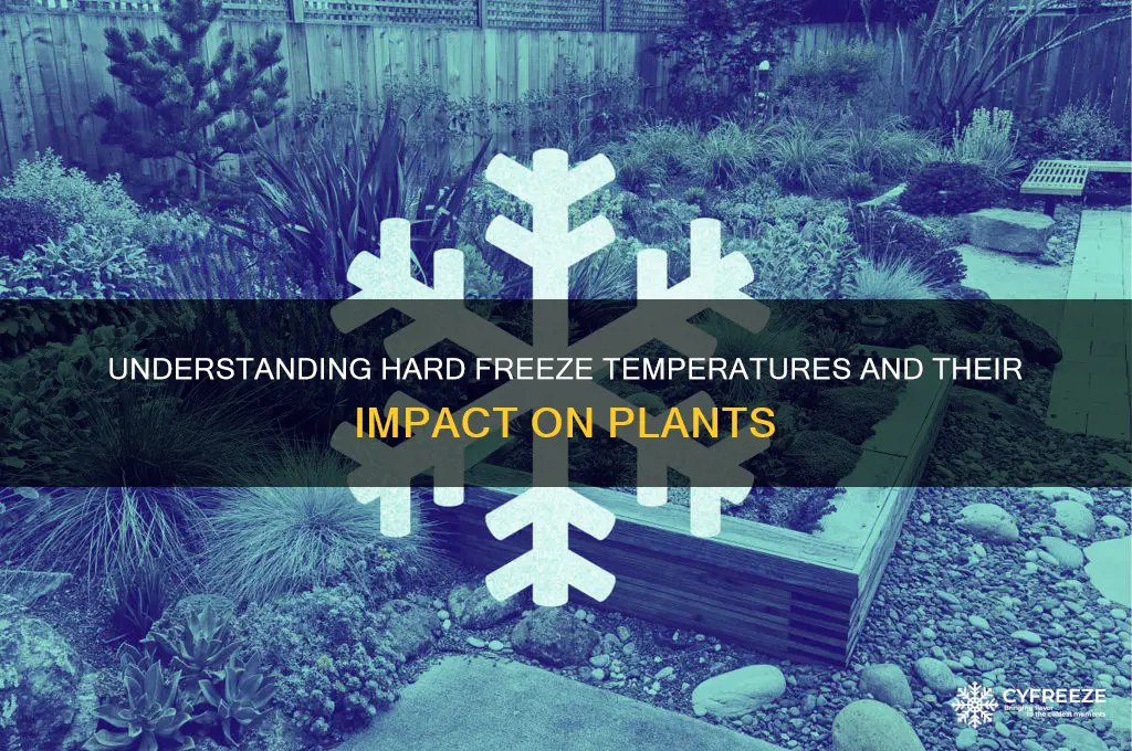 what temperature is considered a hard freeze