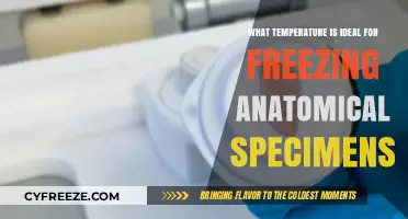Optimal Freezing Temperature for Preserving Anatomical Specimens: A Guide