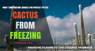 Protecting Potted Cacti: Optimal Temperature to Prevent Freezing Damage