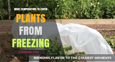 Protecting Plants from Frost: Optimal Covering Temperatures for Gardeners