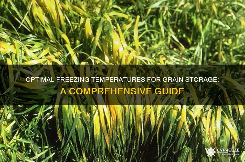 what temperature to freeze grain