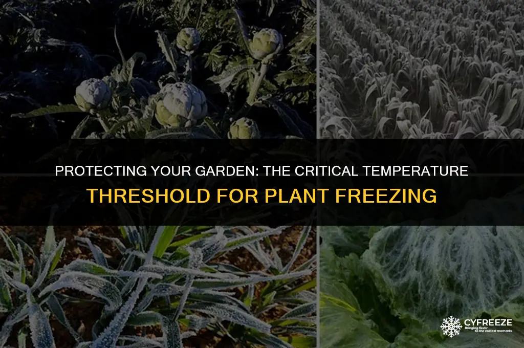 what temperature will plants freeze