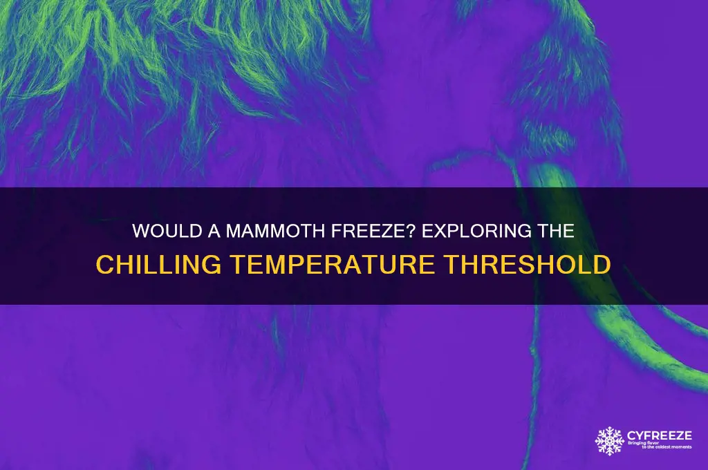 what temperature would a mammoth freeze