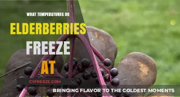 Elderberries Freezing Point: Understanding When and How They Freeze