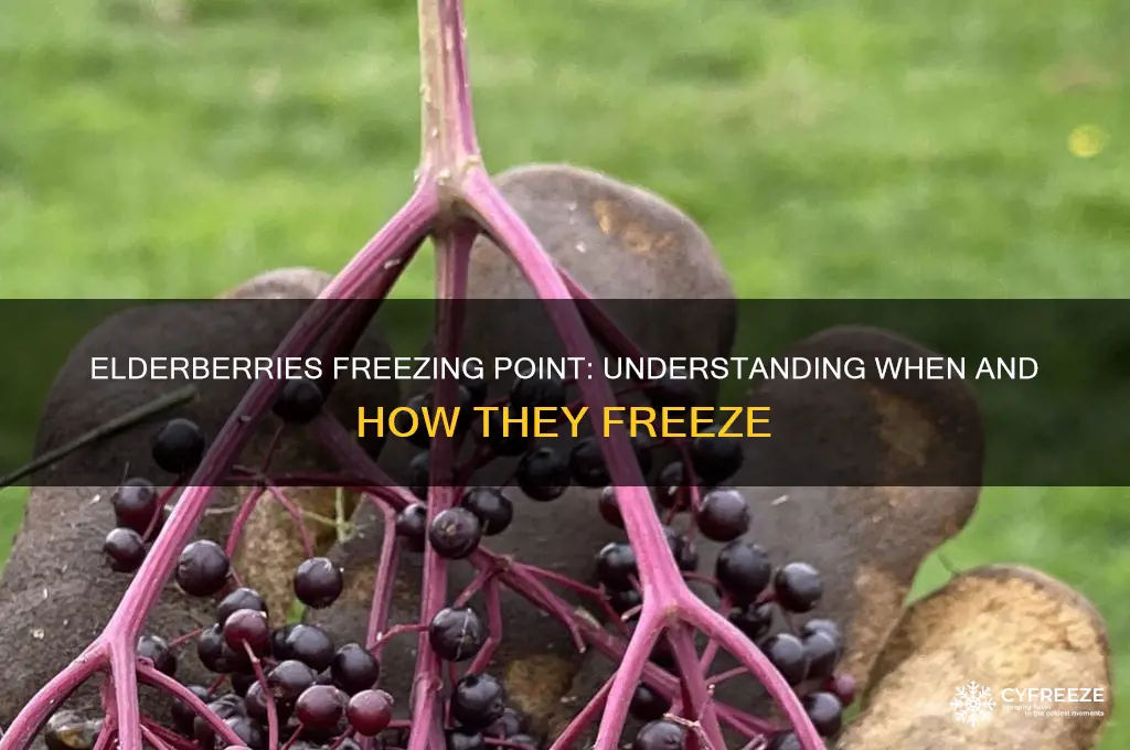 what temperatures do elderberries freeze at