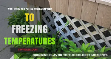 Protecting Potted Hostas: Essential Tips for Freezing Temperature Survival