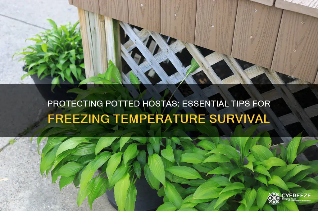 what to do for potted hostas exposed to freezing temperatures