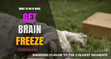 Brain Freeze in Dogs: Quick Remedies and Prevention Tips