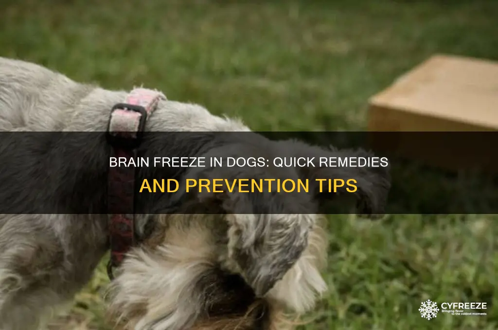 what to do if dogs get brain freeze