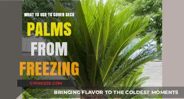Protecting Sago Palms from Frost: Effective Covering Solutions for Winter