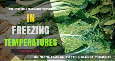 Cold-Hardy Veggies: Planting in Freezing Temperatures for Winter Harvests
