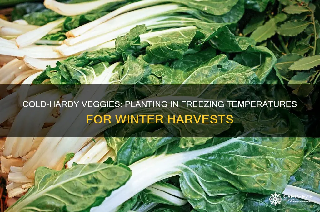 what vegetable plants can you plant in freezing temperatures