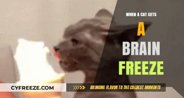 Brain Freeze in Cats: Causes, Symptoms, and Quick Relief Tips