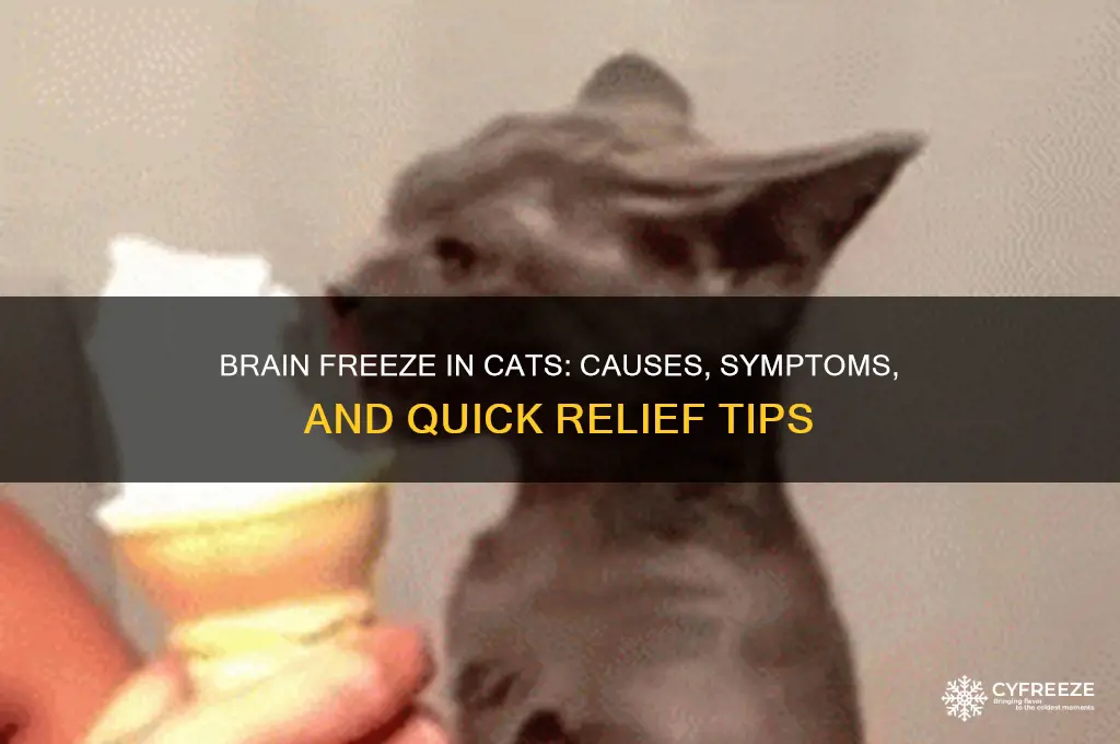 when a cat gets a brain freeze