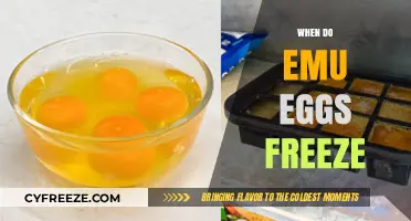 Emu Eggs Freezing: A Guide to Preservation and Storage