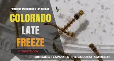 Colorado's Late Freeze: A Mosquito Egg-Laying Timeline