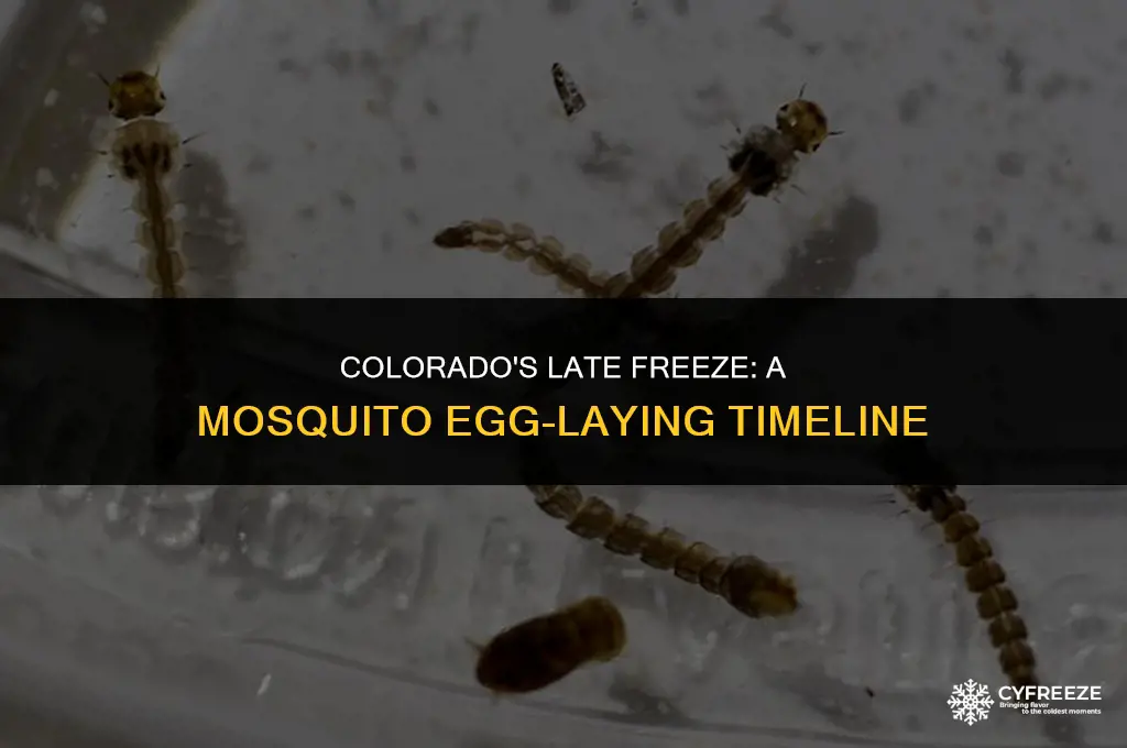 when do mosquitoes lay eggs in colorado late freeze