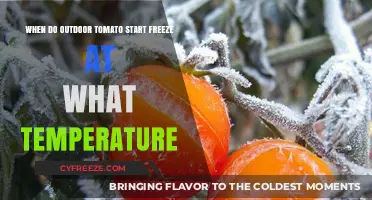 Protecting Outdoor Tomatoes: Critical Freeze Temperatures and Timing Explained