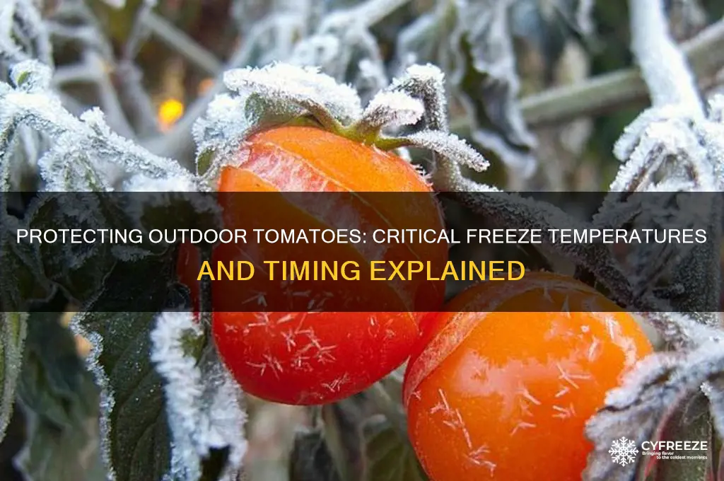 when do outdoor tomato start freeze at what temperature