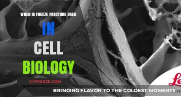 When and Why Freeze Fracture is Used in Cell Biology