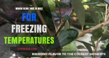 Best Cold-Hardy Olive Trees for Freezing Winter Climates
