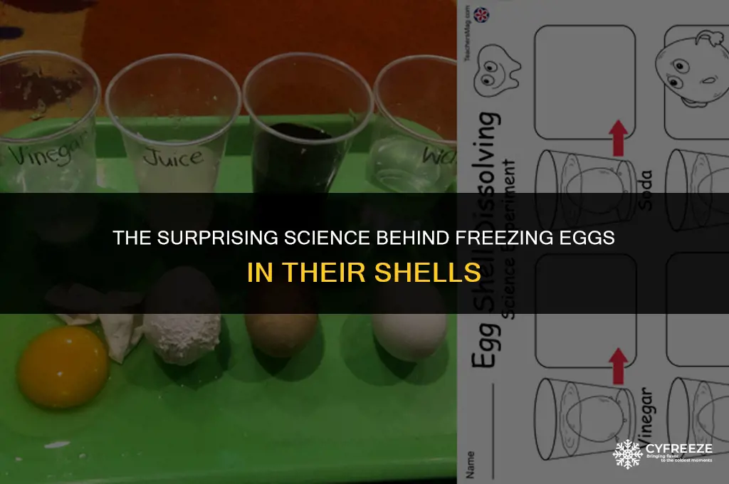 why can t you freeze eggs in the shell
