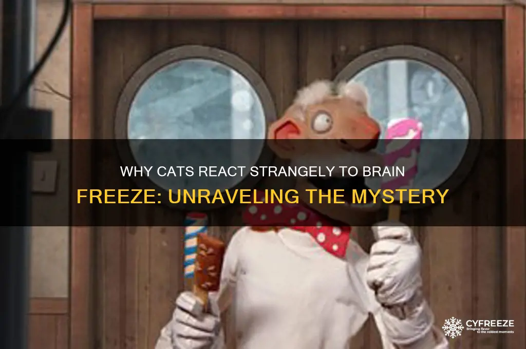 why do cats do that when they get brain freeze