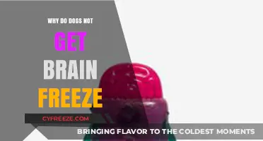 Why Dogs Avoid Brain Freeze: The Science Behind Their Immunity