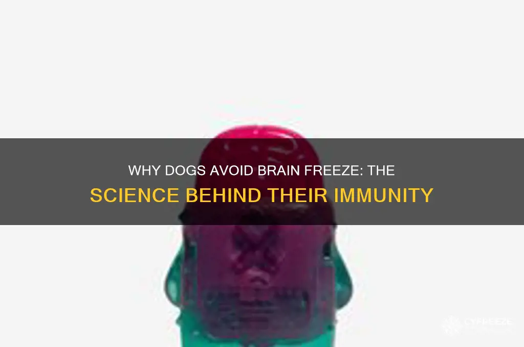 why do dogs not get brain freeze