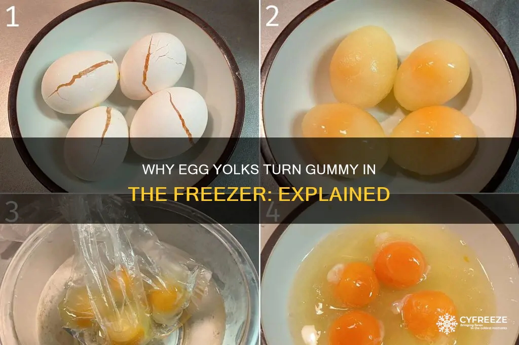 why do egg yolks get gummy in freezer