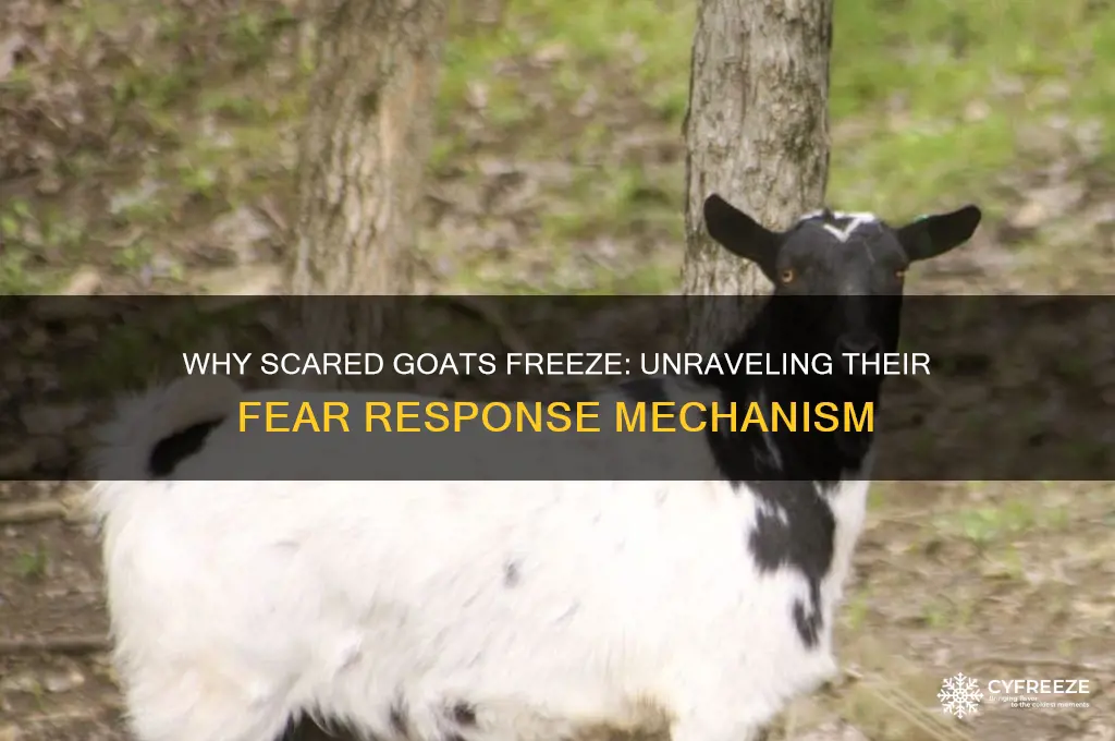 why do goats freeze when they get scared