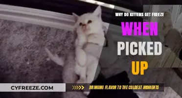 Why Kittens Freeze When Picked Up: Understanding the Instinct
