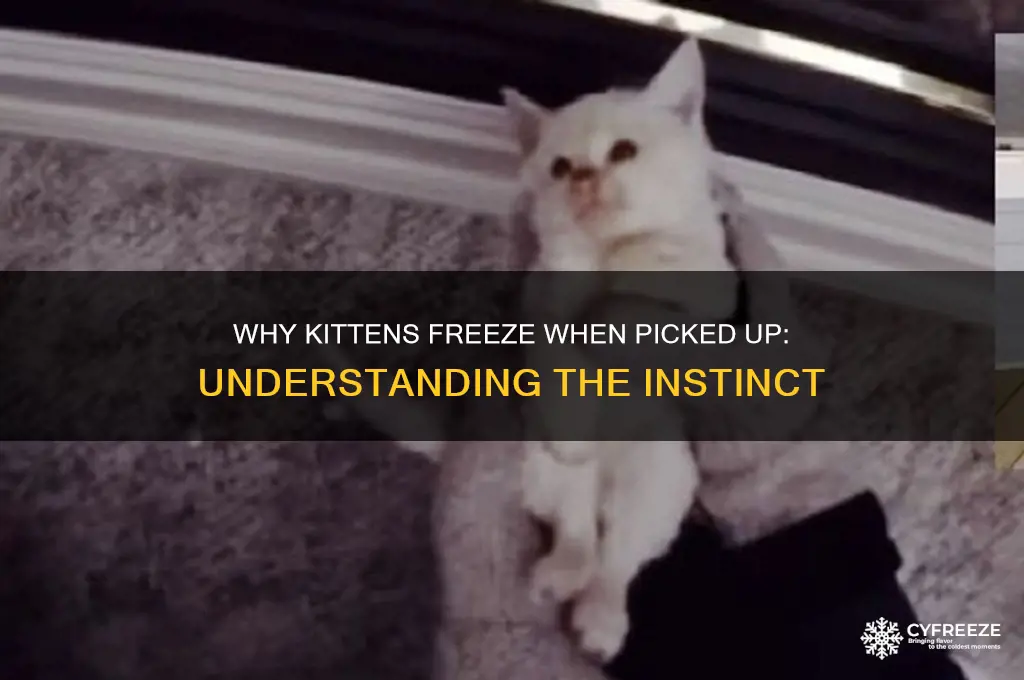 why do kittens get freeze when picked up