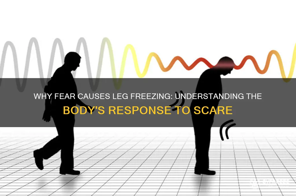 why do my legs freeze up with i get scared