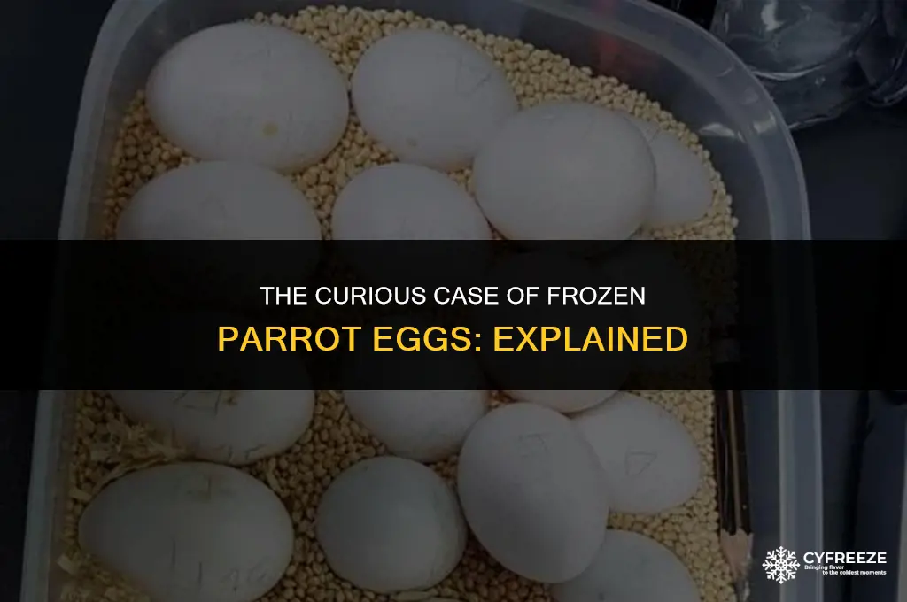 why do people freeze parrot eggs