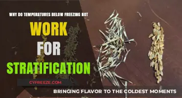 Why Sub-Freezing Temps Fail Seed Stratification: Unlocking the Science