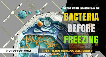 Lysosomes in Bacteria Preservation: Pre-Freezing Treatment Explained